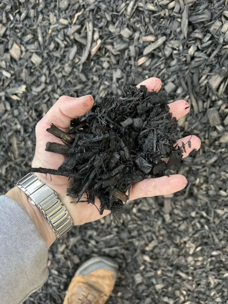 A hand with a silver wristwatch holding dark mulch, with the surrounding ground also being dark mulch.